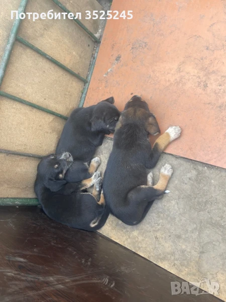 Българско гонче, снимка 1