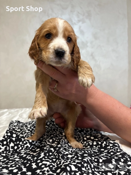 Кучета за трюфели , снимка 1