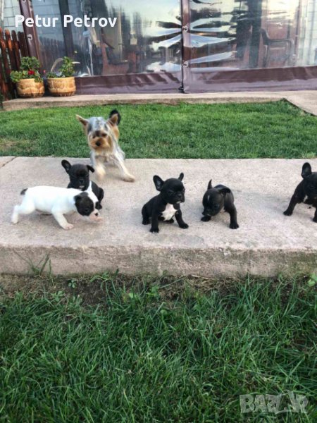 Френски булдог , снимка 1