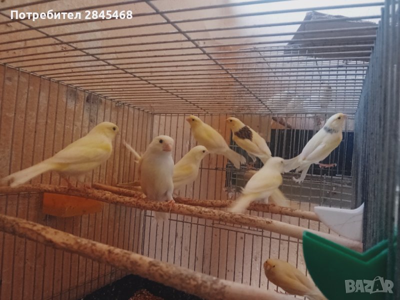 Мъжки и женски канари 2024 готови за сезона , снимка 1