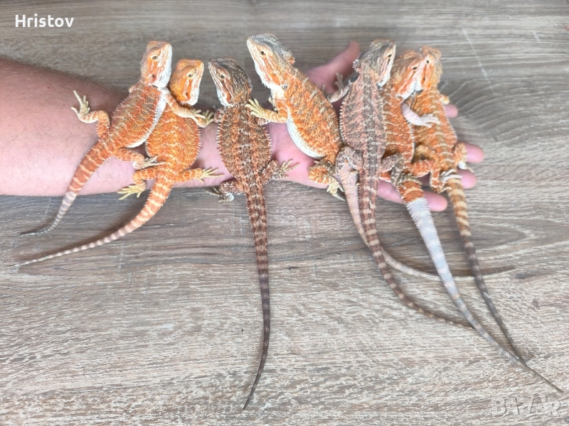 Брадата агама , снимка 1