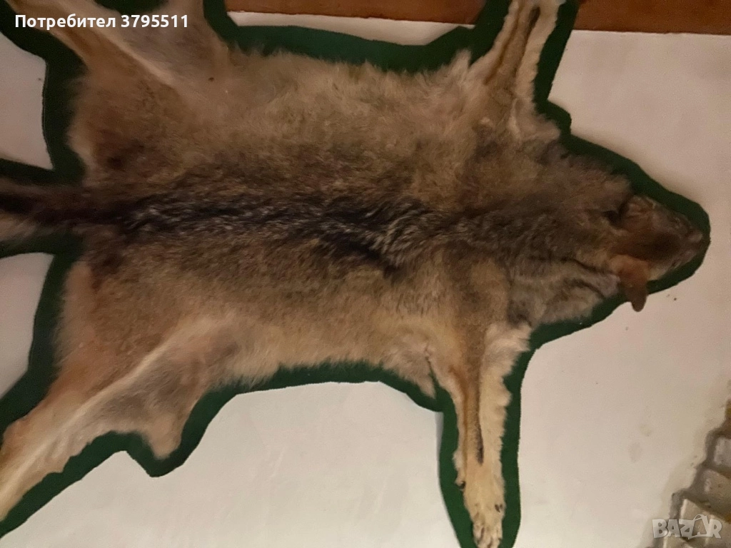 Кожа   от вълк и препариран фазан , снимка 1