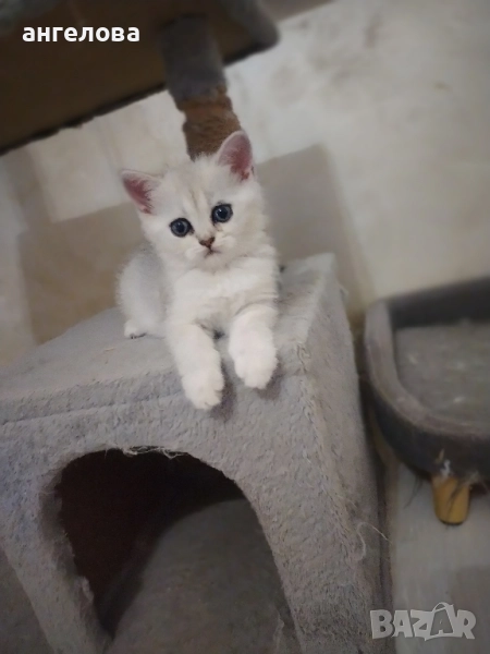 Британски котенца, снимка 1