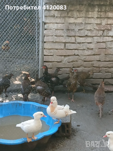 Бели мандаринки. Седлати фазани , снимка 1