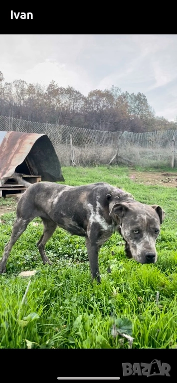 Женски питбул, снимка 1