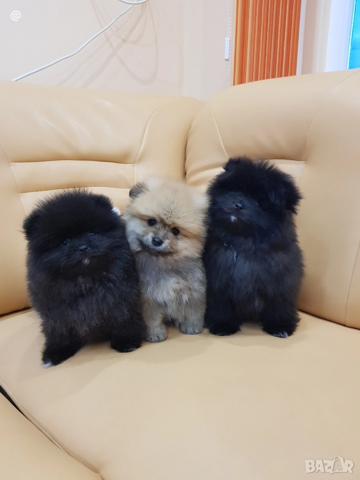 Померани померанчета свободни!, снимка 1