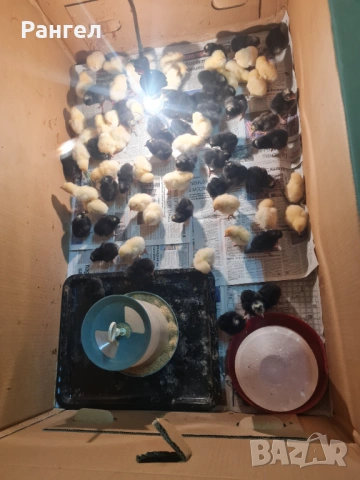 Свободни Пилета, снимка 3 - други­ - 54128917