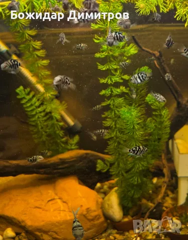 рибки син папагал  (Polar Blue Parrot Cichlid), снимка 10 - Рибки - 56085754