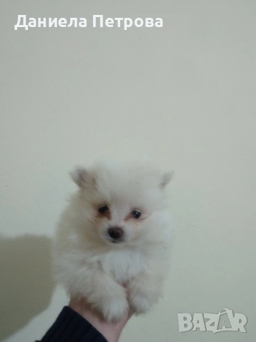 Мини померани - момиченца на 55 дни с първа ваксина, обезпаразитени и с паспорт