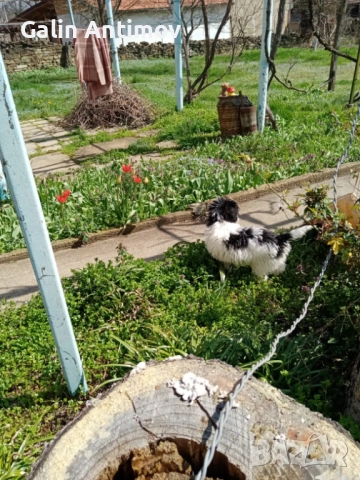 Кокер лагото, снимка 5 - Кокер шпаньол - 54045910