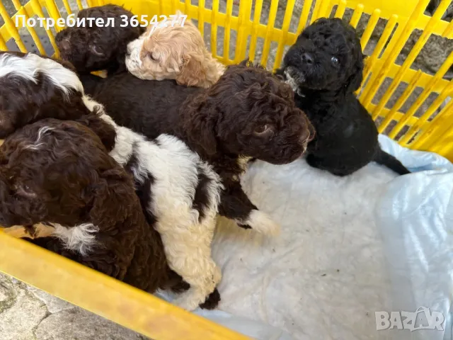 Бебета Лагото чистокръвни, снимка 5 - Други - 49101088