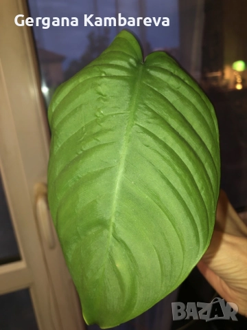 Philodendron Tenue , снимка 2 - Стайни растения - 56086824
