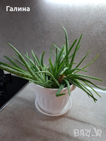 Дългогодишно лечебно Алое, снимка 3 - Стайни растения - 51661864