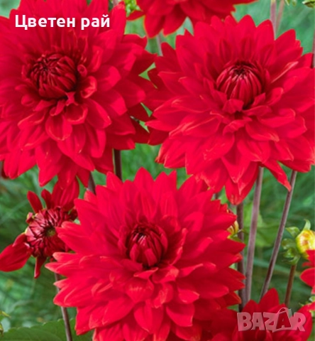 Грудки на няколко цвята далии , снимка 18 - Градински цветя и растения - 52506160
