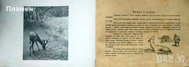 Горски животни Ценко Цветанов /1945/, снимка 5 - Антикварни и старинни предмети - 56167696