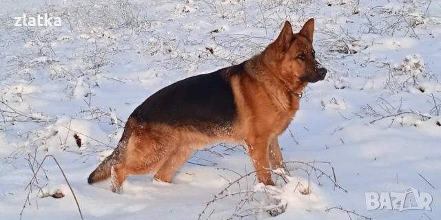 Продавам немска овчарка, снимка 3 - Немска овчарка - 53065375