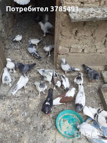 Типлери , снимка 4 - Гълъби - 53903914