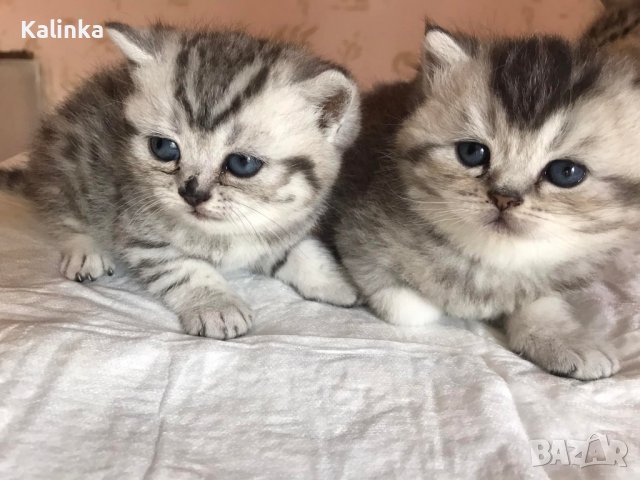 Британски късокосмести котки: Продавам сиви породи на ХИТ цени — Bazar.bg