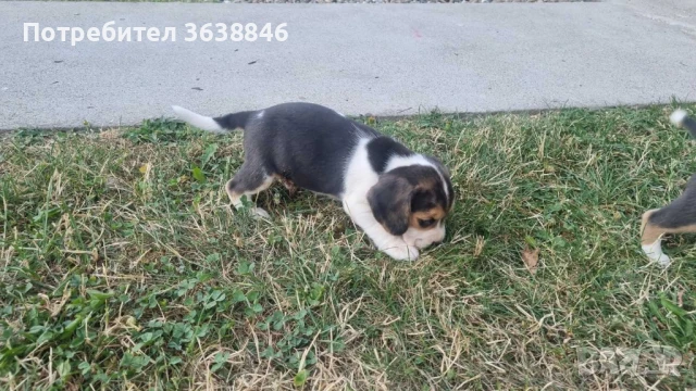 Бигъл, снимка 3 - Бигъл - 50757343