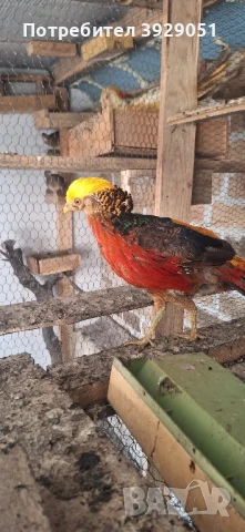 Продавам фазани, снимка 5 - други­ - 51372864