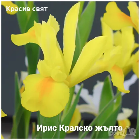 Луковици на 5 сорта високи ириси, снимка 5 - Градински цветя и растения - 56469392