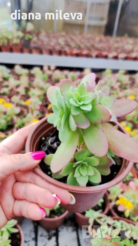 Седум палмери, Sedum palmeri, студоустойчив , снимка 13 - Градински цветя и растения - 53251451