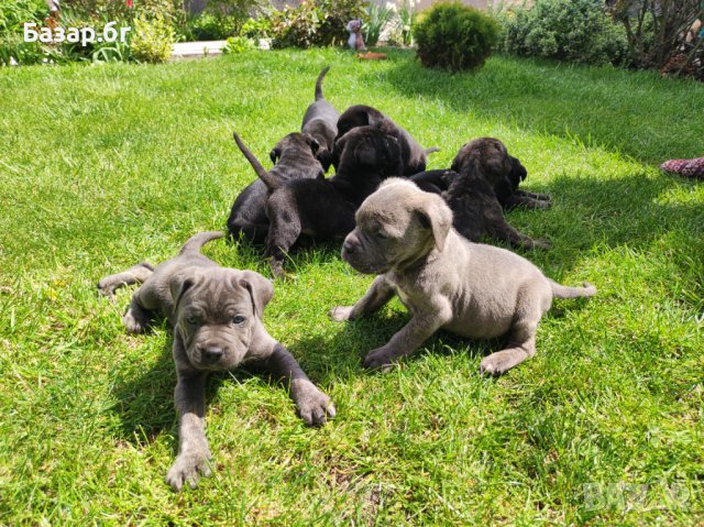 Кане Корсо за разплод , снимка 3 - Кане корсо - 37762766