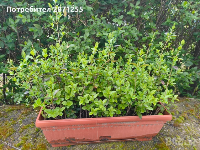 Лигуструм , снимка 2 - Градински цветя и растения - 54281588