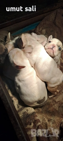 френски булдочета , снимка 8 - Френски булдог - 52974846