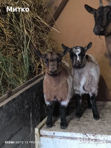 Декоративни козички и ярета кози холандски мини , снимка 6 - Кози - 49545301