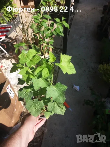 Касис- Френско грозде, снимка 7 - Градински цветя и растения - 27293149