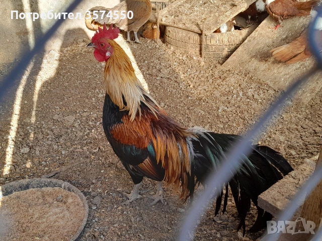 Продавам Феникс , снимка 2 - други­ - 53191179