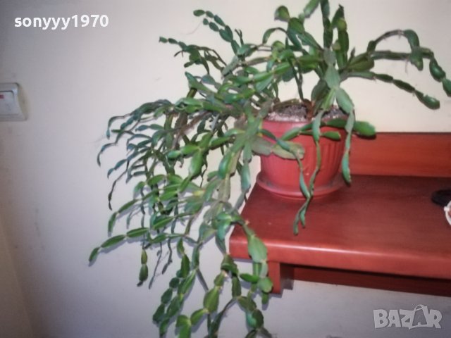ЦВЕТЕ В САКСИЯ-КОЛЕДАРЧЕ 1802240754, снимка 6 - Стайни растения - 44348218