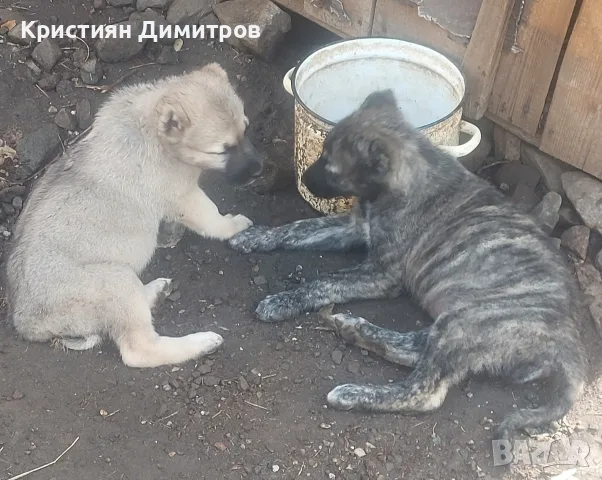 Последни бройки женски 