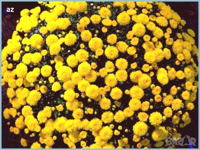 Хризантеми , снимка 8 - Разсади - 42740391