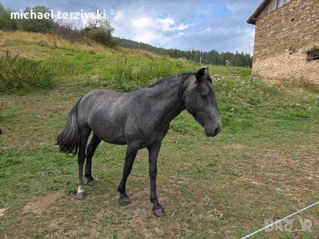 Жребец,кон, 2годишен, снимка 2 - Коне - 55729273