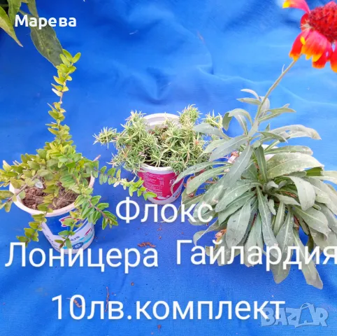 Цветя микс,външни основно и някои вътрешни. Цени на снимки , снимка 3 - Други - 47358248