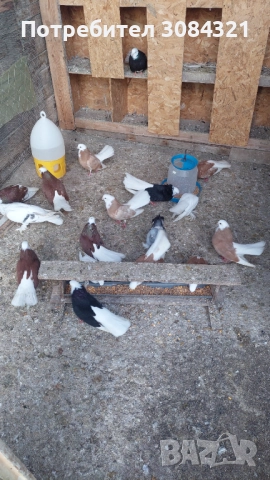 Продавам белослатински белоглави гълъби , снимка 8 - Гълъби - 52560526
