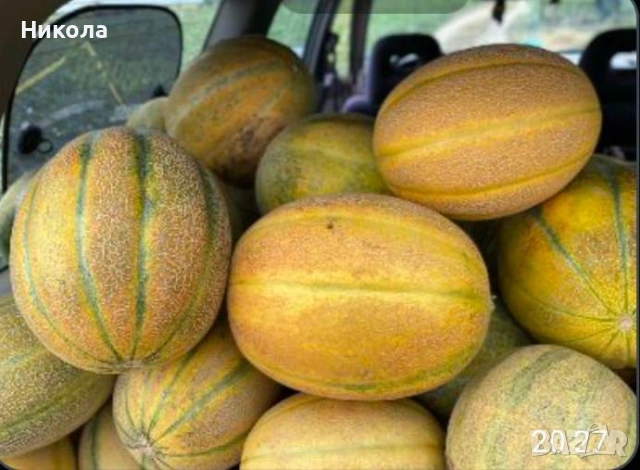 Разсад дини и пъпеши, снимка 8 - Разсади - 53251687