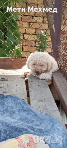 лагото, снимка 17 - Други - 51213827