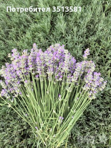 Разсад лавандуа на едро и дребно, снимка 2 - Други - 38270060