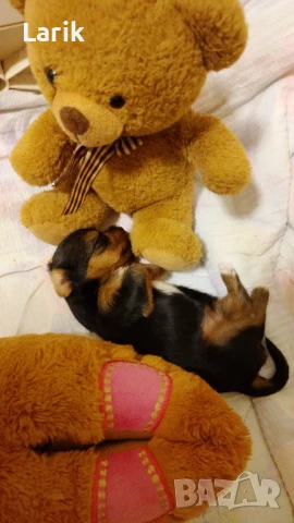 Продажба ! В добрые руки!! , снимка 1