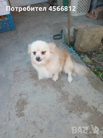 Немски шпиц , снимка 4 - Немски шпиц - 51460822