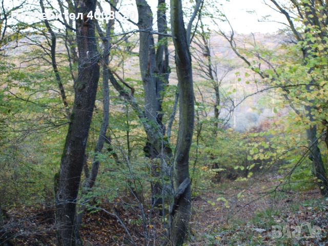 Продавам от 12 дка в с. Приселци, общ. Аврен, обл. Варна – местност „ЯВЛ“(На около 2км от селото), снимка 7 - Парцели - 52355518