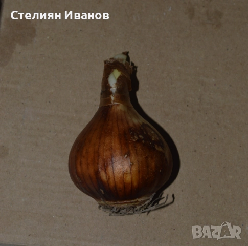 СОРТОВИ НАРЦИСИ - ЛУКОВИЦИ, снимка 4 - Сортови семена и луковици - 52372810