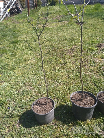 Дръвчета мушмула, снимка 3 - Разсади - 54224241