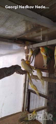 Продавам пойни папагали, снимка 12 - Папагали - 42618106