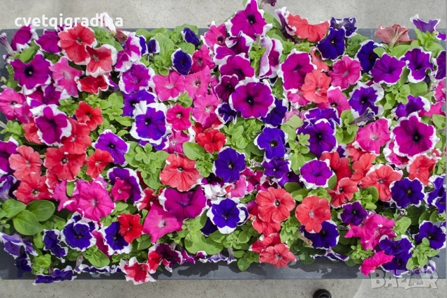 Бордюрна петуния „Пакта Парад, снимка 2 - Градински цветя и растения - 54352494