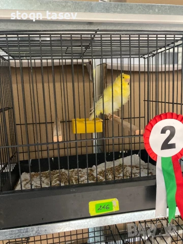 Канари цветни и къдрави, снимка 9 - Канари - 50811624