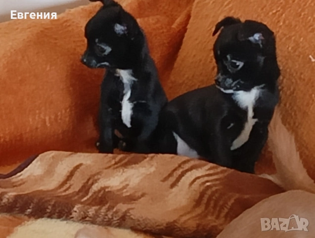 Кученца Чихуахуа 